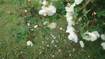 IMG_5522-супер шиповник.webp IMG_5522-супер шиповник.webp
