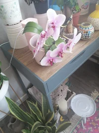 IMG_20260610_091733.webp
