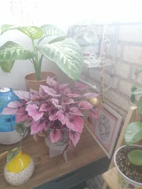 IMG_20260610_091753.webp
