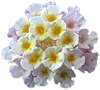 727450947.webp
