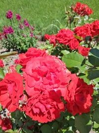 20260620_122735.webp