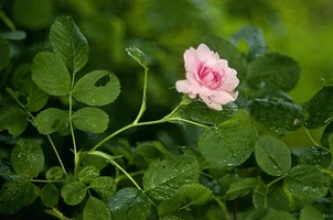 _DSC8795.webp