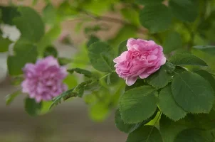 _DSC8811.webp
