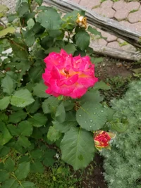 20230716_132454.webp