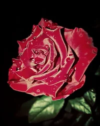 VDt.webp