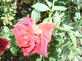 DSC02812.webp DSC02812.webp