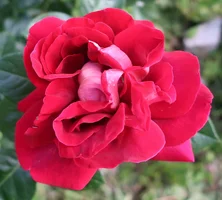 IMG_5817-конк красное.webp