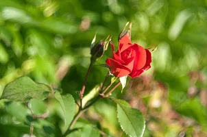 _DSC8795.webp