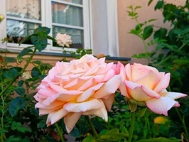 Jane_Rose.webp
