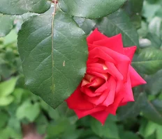 IMG_5835-роза улыбается.webp