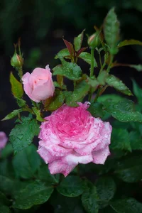 IMG_2772-Edit.webp