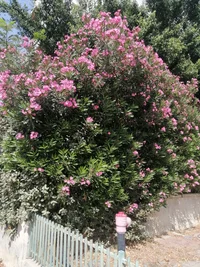 IMG_20240603_152400.webp