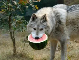 jksc1kJwMEHZJsUQUg8iPczEoLfdEf454Jg2wpy9N_FACi4VpEcW_FCPbLZ1pQt7-hOjB6tQYFbGGadnLGFwLVgw.webp jksc1kJwMEHZJsUQUg8iPczEoLfdEf454Jg2wpy9N_FACi4VpEcW_FCPbLZ1pQt7-hOjB6tQYFbGGadnLGFwLVgw.webp