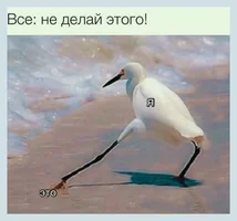 53386.webp