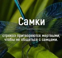 53387.webp