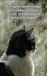 23357192fadd14023acf21e49ebeee43.webp