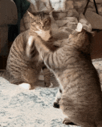 54518.gif