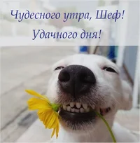 shef-dobroe-utro1vavavaaavavvyvvvvyyvyvaaaavvvaav.webp