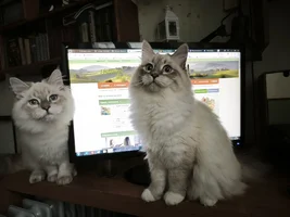 Rgu.webp