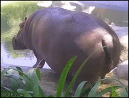 44.gif