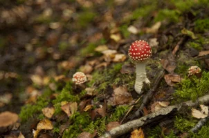 _DSC8998.webp