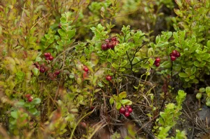 _DSC9015.webp