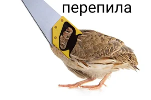 1789237229343.webp