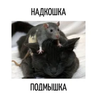 1789237292709.webp