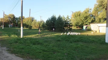 IMG_7581-гуси мальчик.webp
