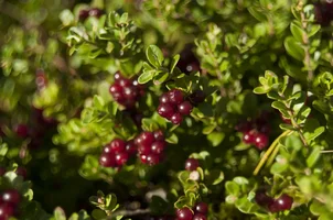 _DSC9031.webp